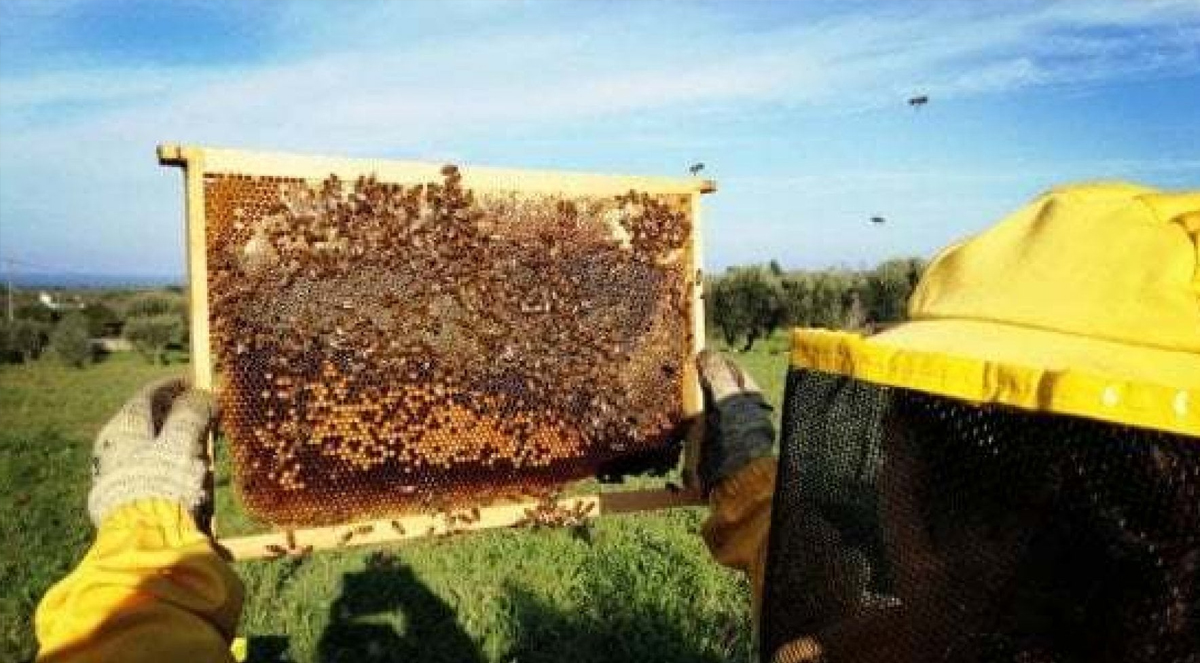 Il clima impazzito ha dimezzato la produzione di miele in Italia. Fioriture estive bruciate dal caldo o distrutte dalla grandine, le api costrette ad allungare i voli per trovare nutrimento