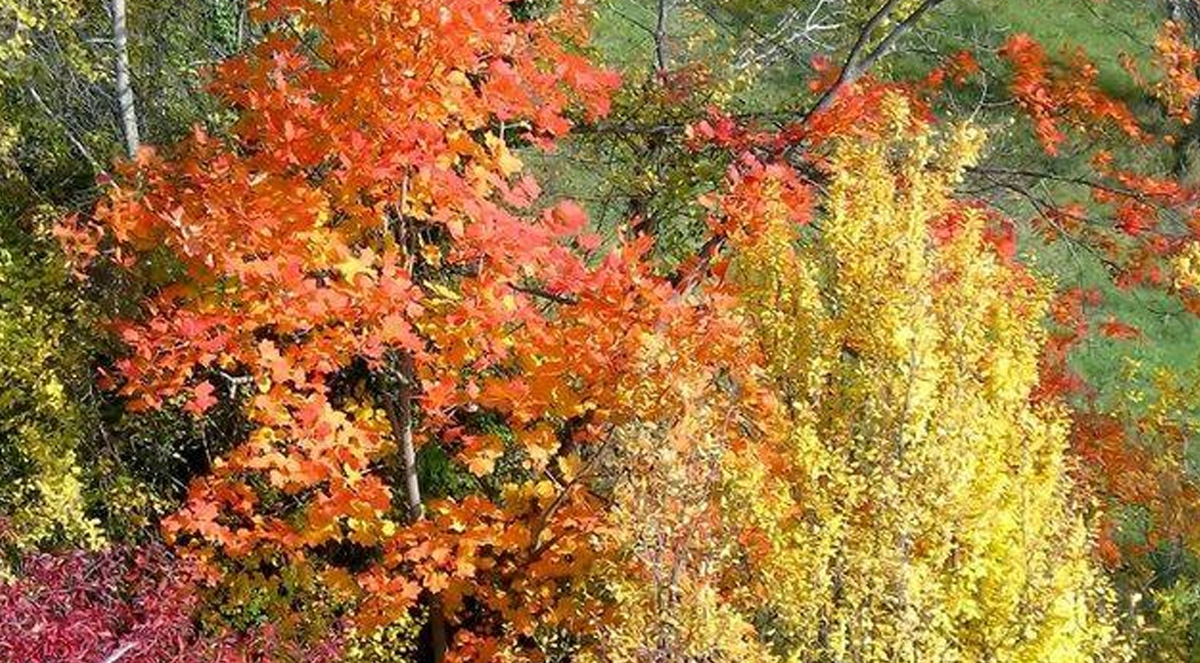 LA POESIA di Giorgio Bongiorno: “Cadono le foglie”