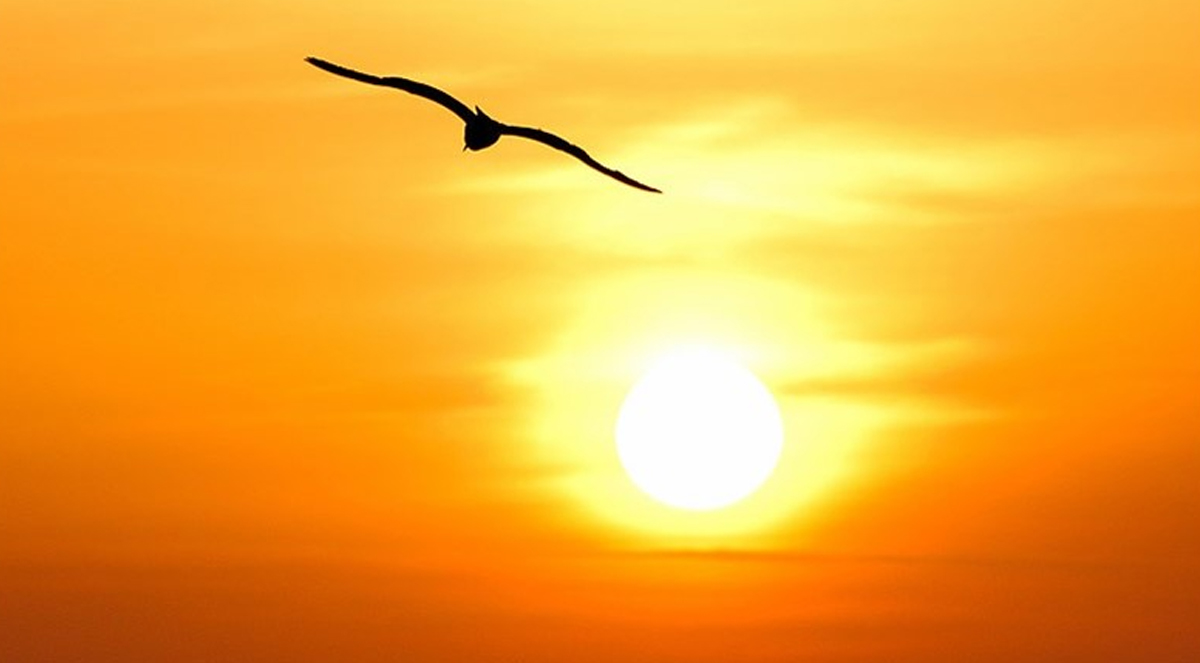 LA POESIA di Giorgio Bongiorno: “L’ala del gabbiano”