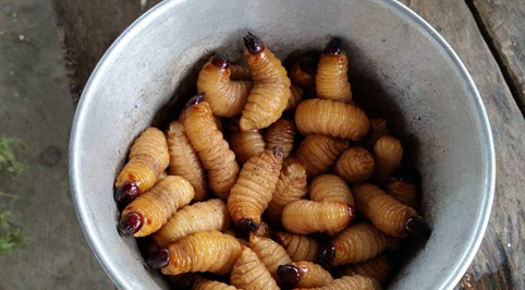 MAGDI CRISTIANO ALLAM: “L’Unione Europea autorizza con un Regolamento vincolante il consumo di larve di verme, dopo le locuste e i grilli. Ma sconsiglia chi ha meno di 18 anni e chi ha allergie. Il Governo italiano blocchi questa follia”