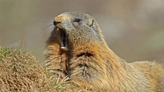 LA POESIA DI GIORGIO BONGIORNO: “Il risveglio della marmotta”