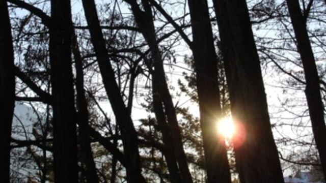 LA POESIA DI GIORGIO BONGIORNO: “La luce nel bosco”