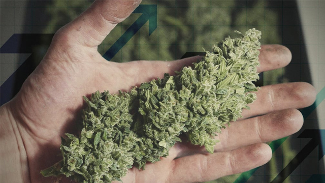 SEGRE: “La cannabis potrebbe essere collegata a problemi cardiaci. I rischi derivano dal fumo o è l’erba ad essere dannosa?”