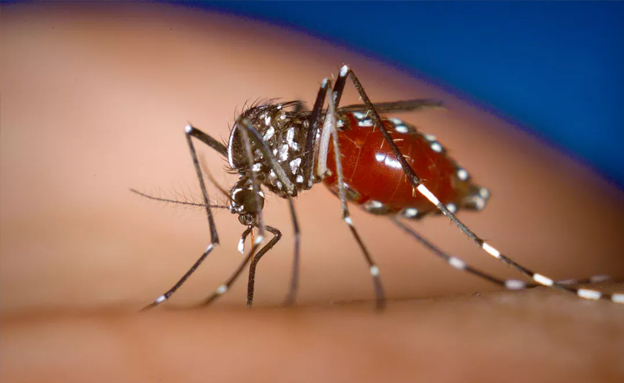 SEGRE: Al via il rilascio di miliardi di zanzare alterate in laboratorio con biopesticidi”